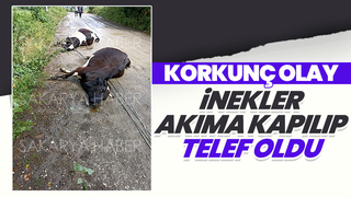 Akıma kapılan inekler telef oldu