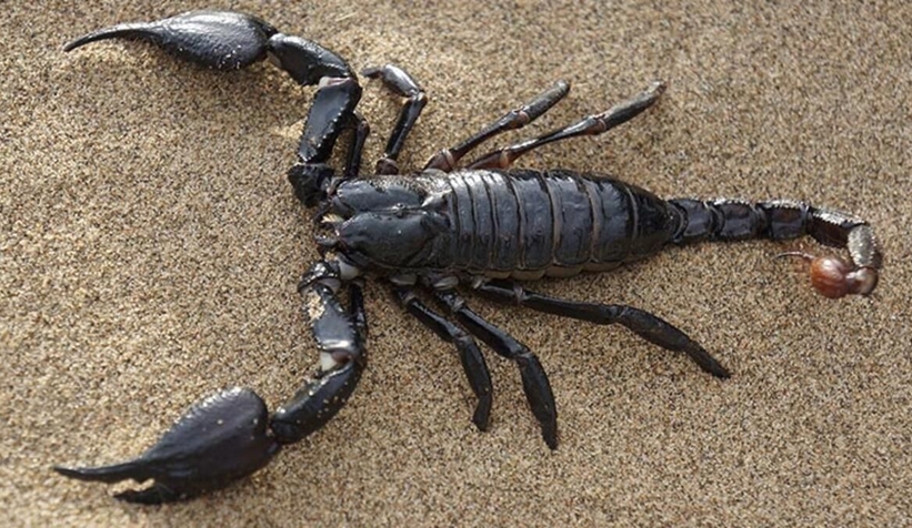 Akrep soktu hastanelik oldu