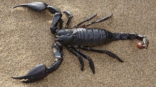 Akrep soktu hastanelik oldu