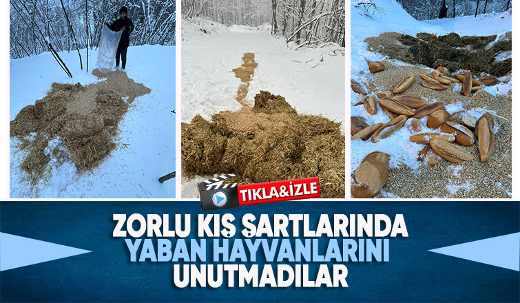 Akyazı Acelle Yaylası’nda Karlı Kış Şartlarında Yaban Hayvanlarına Yardım