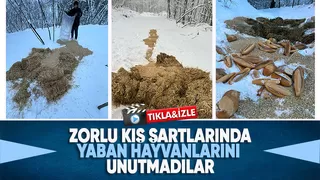Akyazı Acelle Yaylası’nda Karlı Kış Şartlarında Yaban Hayvanlarına Yardım