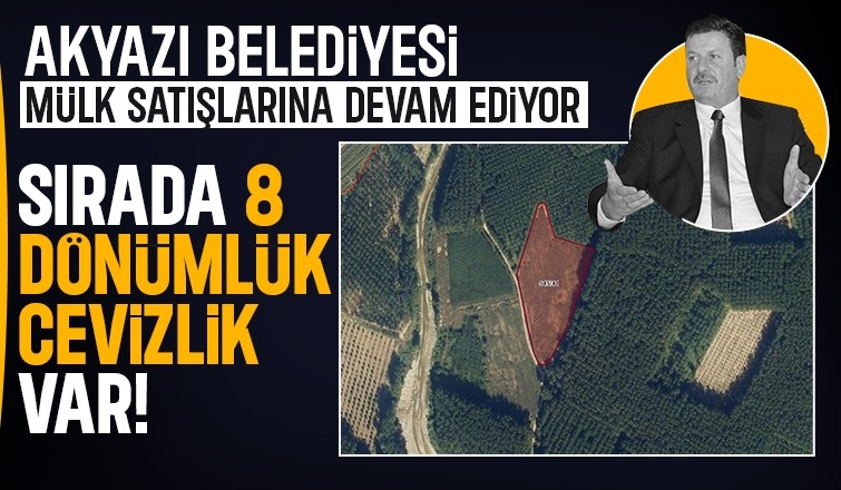 Akyazı Belediyesi 8 dönümlük cevizliği satmak için harekete geçti