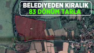 Akyazı Belediyesi 83 dönüm tarlayı 3 yıllığına kiraya veriyor