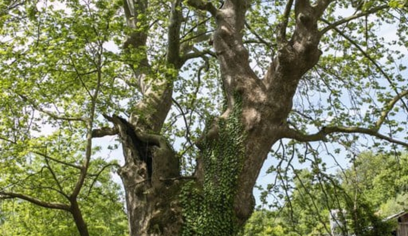 Akyazı'da  1061 ve 451 yaşında iki anıt ağaç var