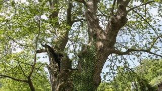 Akyazı'da  1061 ve 451 yaşında iki anıt ağaç var