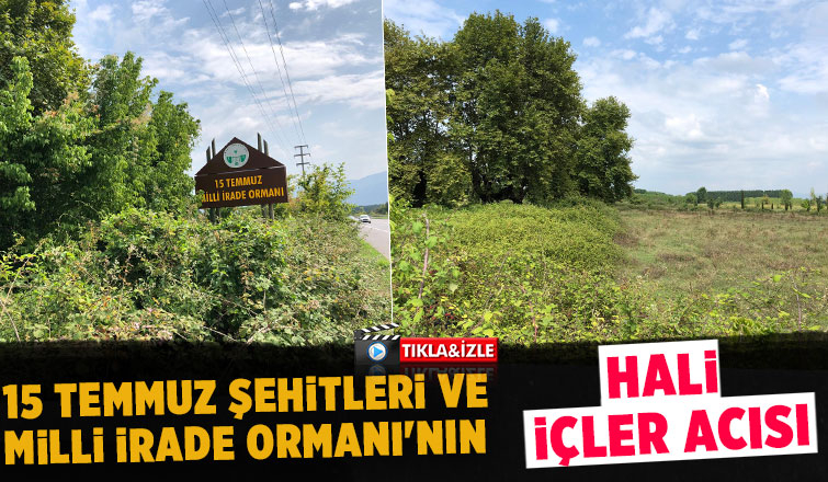 Akyazı'da 15 Temmuz Şehitleri ve Milli İrade Ormanı'nı dikenlerle kaplandı