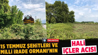 Akyazı'da 15 Temmuz Şehitleri ve Milli İrade Ormanı'nı dikenlerle kaplandı