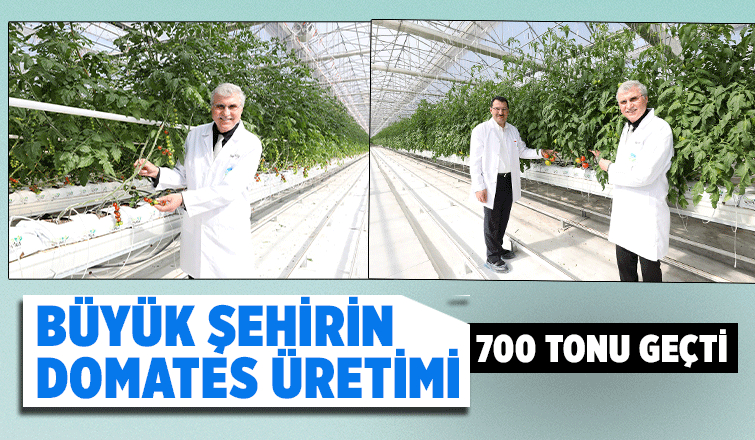 Akyazı'da 700 tondan fazla domates üretimi yapıldı