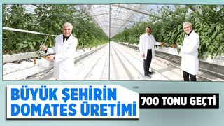 Akyazı'da 700 tondan fazla domates üretimi yapıldı