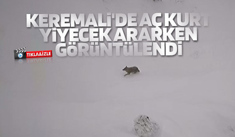 Akyazı'da aç kurt yiyecek ararken görüntülendi