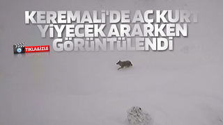 Akyazı'da aç kurt yiyecek ararken görüntülendi