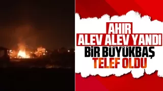 Akyazı'da ahır yandı