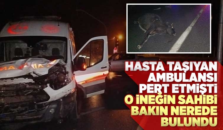 Akyazı'da ambulansın çarptığı ineğin sahibi bulundu