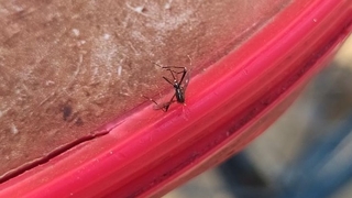 Akyazı'da Asya kaplanı korkusu