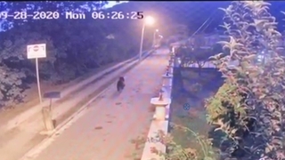 Akyazı'da ayı paniği