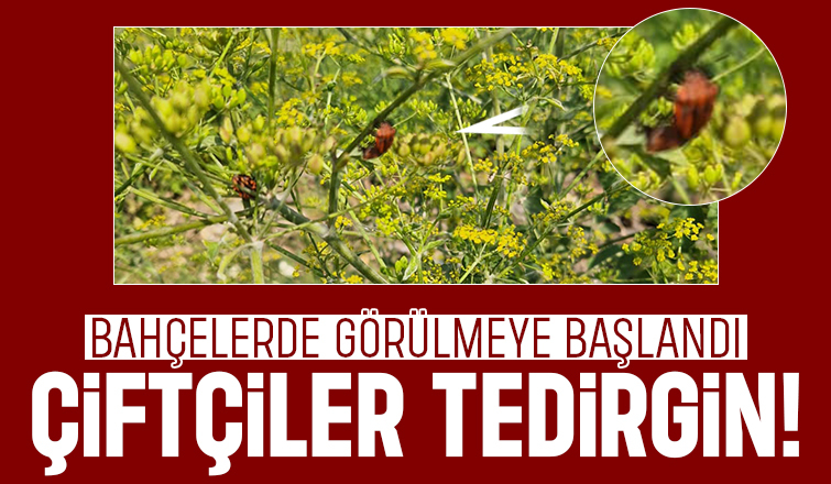Akyazı'da bahçelerde görülen bu böcek tedirgin etti