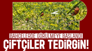 Akyazı'da bahçelerde görülen bu böcek tedirgin etti