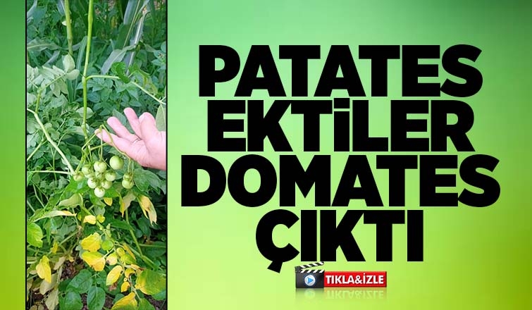 Akyazı'da bir garip olay, patates ektiler domates çıktı