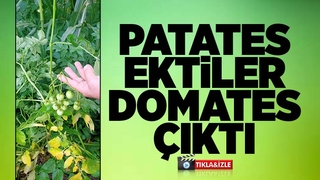 Akyazı'da bir garip olay, patates ektiler domates çıktı