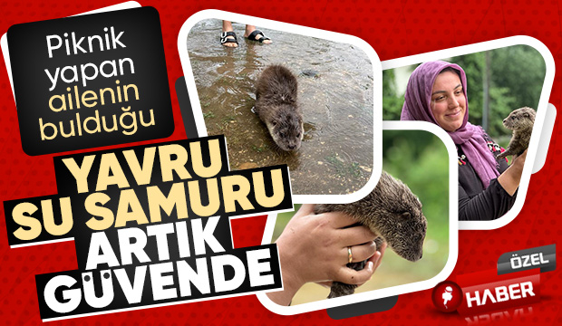 Akyazı'da bulunan yavru su samuru Milli Parklar'a teslim edildi