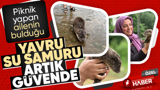 Akyazı'da bulunan yavru su samuru Milli Parklar'a teslim edildi