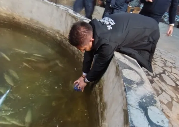 Akyazı'da çevre felaketi; Alabalık tesisinde ve deredeki balıklar öldü