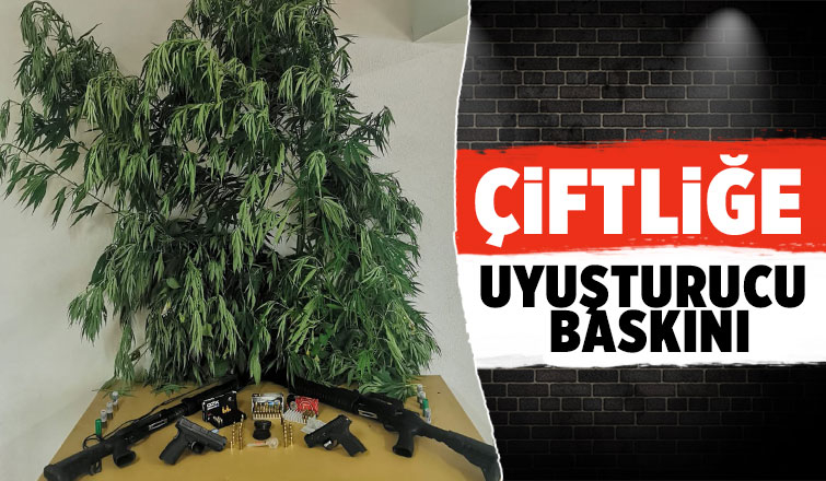 Akyazı'da çiftliğe uyuşturucu operasyonu