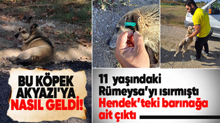 Akyazı'da çocuğu ısıran köpeğin kaydı Hendek'ten çıktı