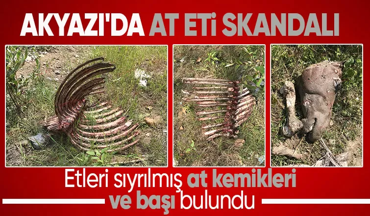 Akyazı da etleri sıyrılmış at kemikleri bulundu