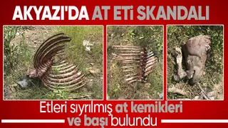 Akyazı da etleri sıyrılmış at kemikleri bulundu