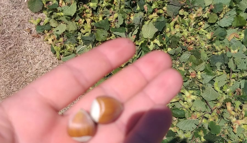 Akyazı'da fındık toplanmaya başlandı