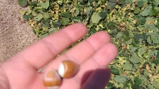 Akyazı'da fındık toplanmaya başlandı