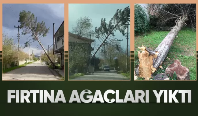Akyazı'da fırtına ağaçları yıktı