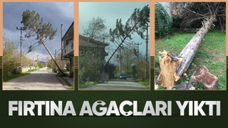 Akyazı'da fırtına ağaçları yıktı
