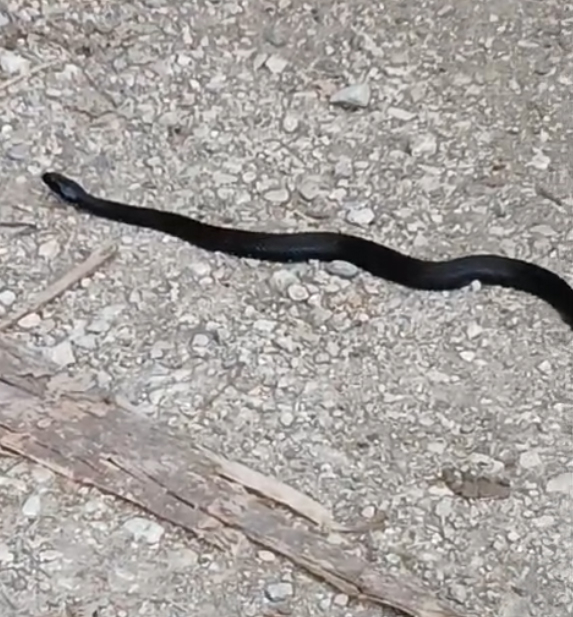 Akyazı'da görüldü, tek ısırığı 100 kişiyi öldürecek güçte