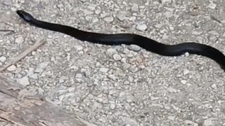 Akyazı'da görüldü, tek ısırığı 100 kişiyi öldürecek güçte