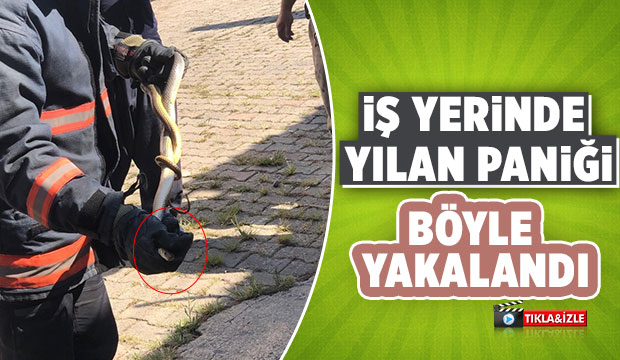 Akyazı'da iş yerinde yılan paniği