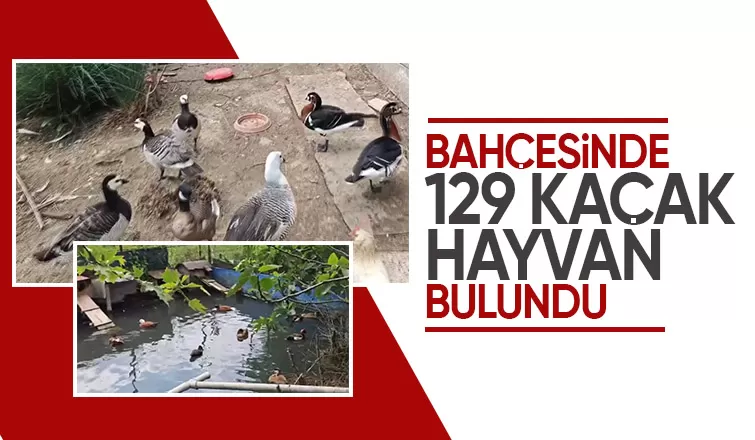 Akyazı da kaçak hayvan operasyonu