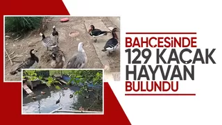Akyazı da kaçak hayvan operasyonu