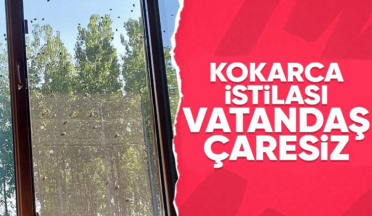 Akyazı'da kokarca istilası