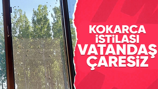 Akyazı'da kokarca istilası