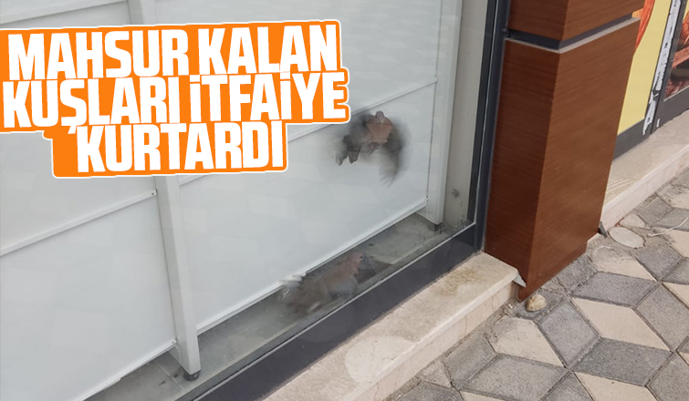 Akyazı'da kuş kurtarma operasyonu