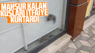 Akyazı'da kuş kurtarma operasyonu