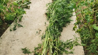 Akyazı'da narkotik operasyonu