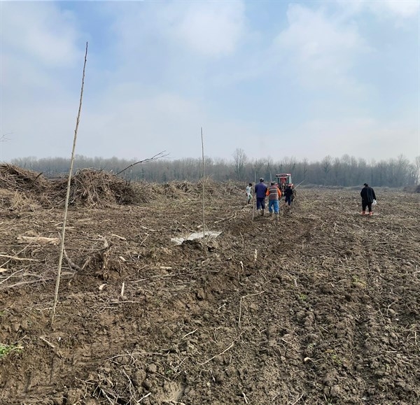 Akyazı'da orman işletme Kavaktan para kazanacak