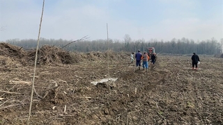 Akyazı'da orman işletme Kavaktan para kazanacak