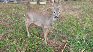 Akyazı'da şaşırtan görüntü