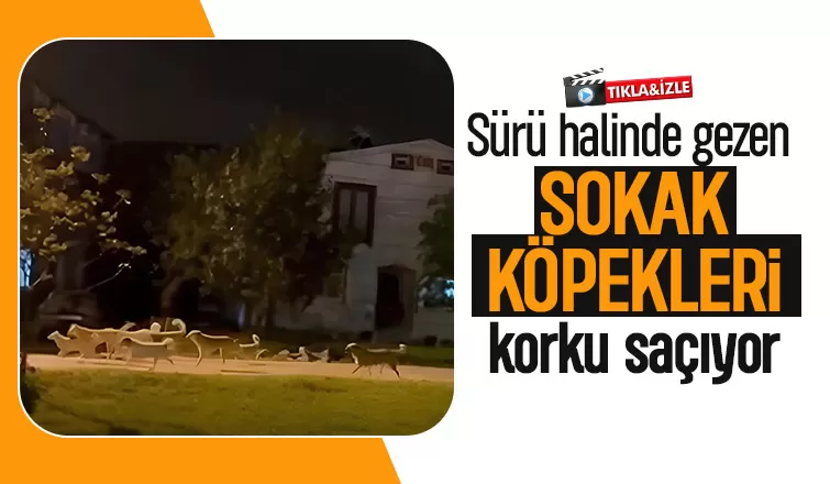 Akyazı da sokak köpekleri sorunu sürüyor; Sürü halinde gezerken görüntülediler