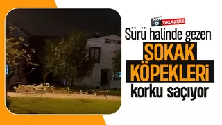 Akyazı da sokak köpekleri sorunu sürüyor; Sürü halinde gezerken görüntülediler