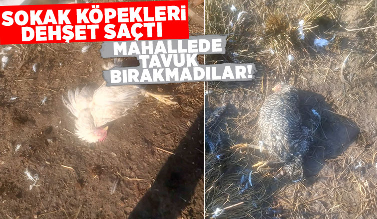 Akyazı'da sokak köpekleri tavuk ve hindileri telef etti